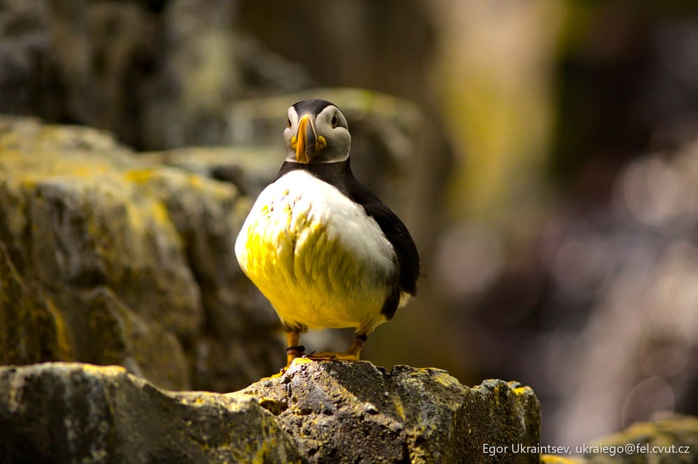 Bird perched on a rock
