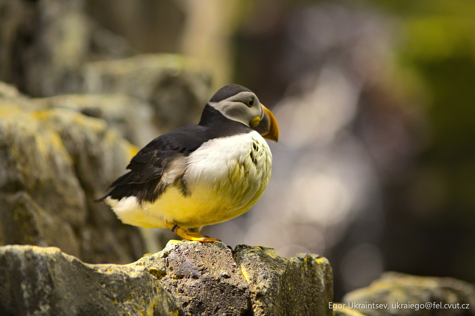 Bird perched on a rock