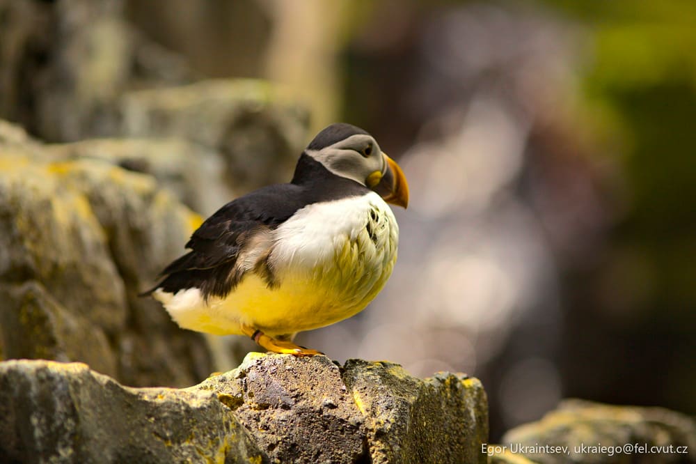Bird perched on a rock