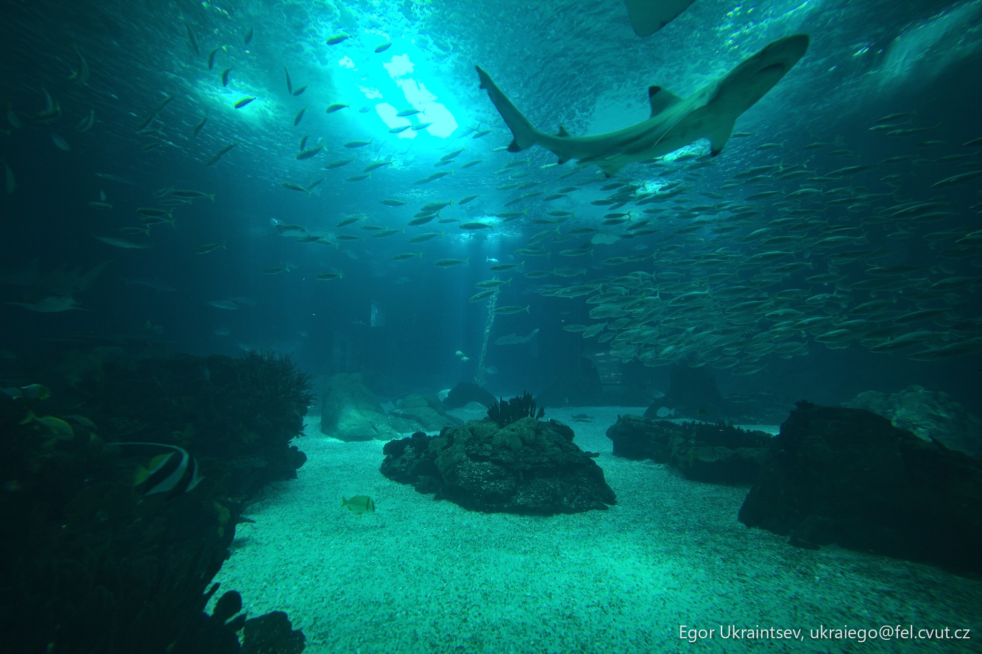 Large group of fish swimming