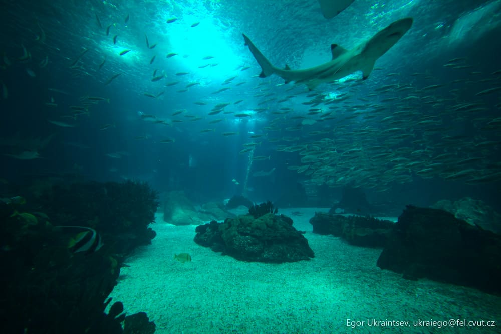 Large group of fish swimming