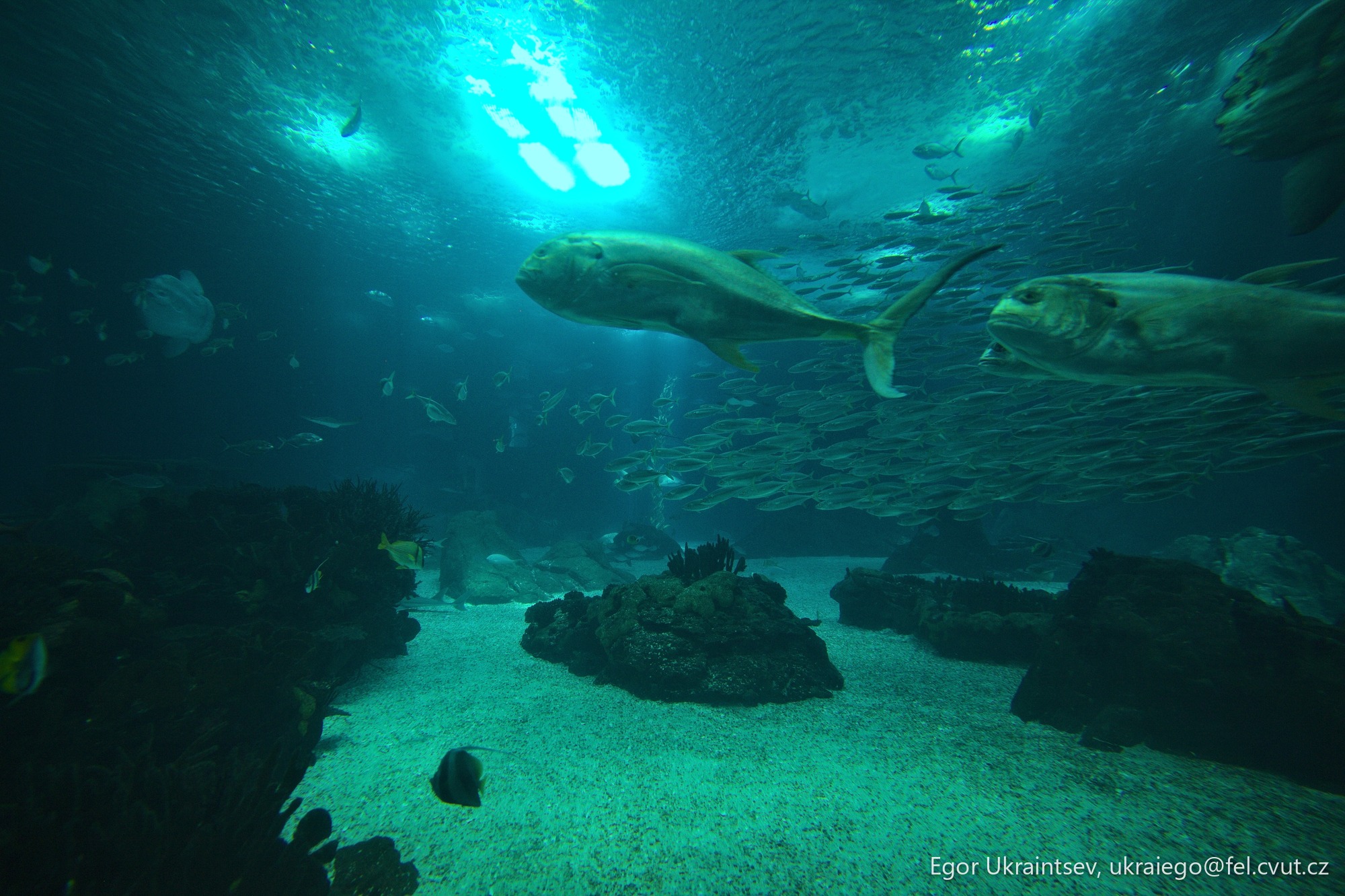 Large group of fish swimming