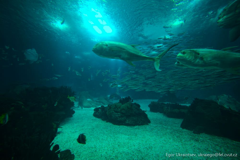 Large group of fish swimming