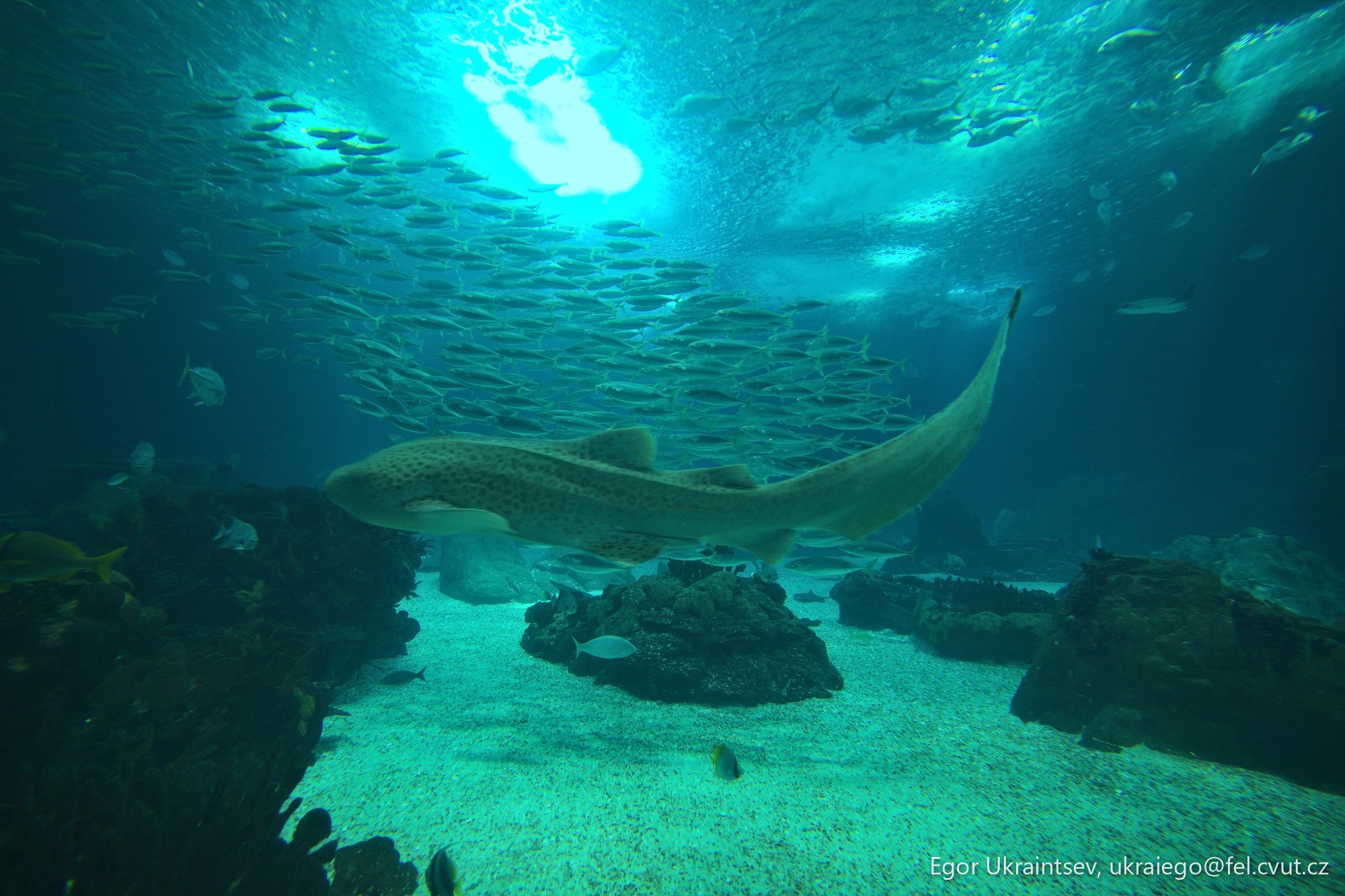 Shark swimming in the ocean