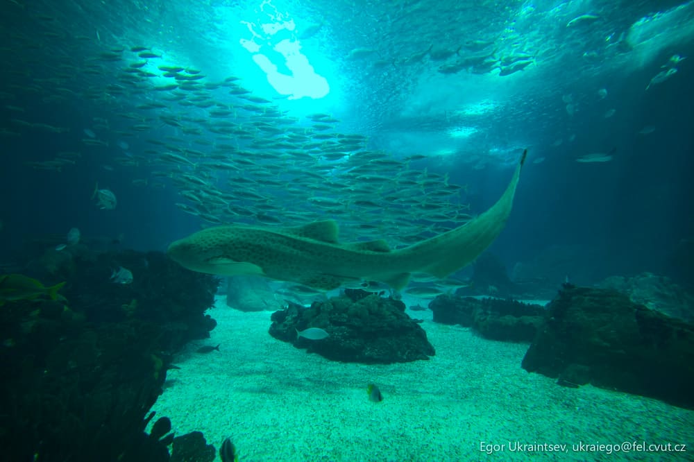 Shark swimming in the ocean
