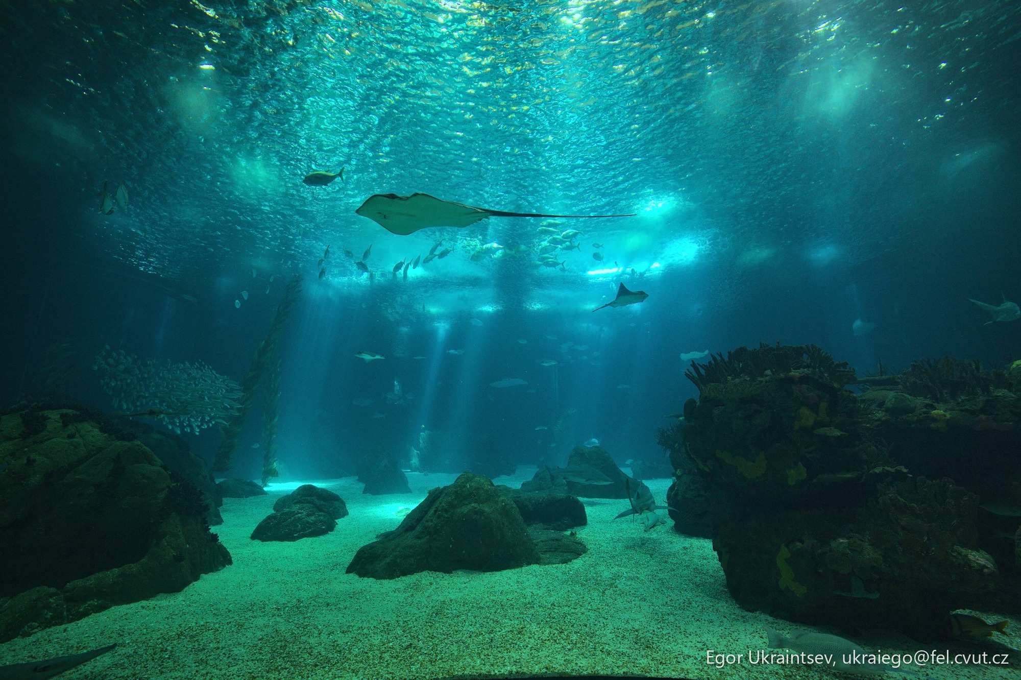 Shark swimming in a large