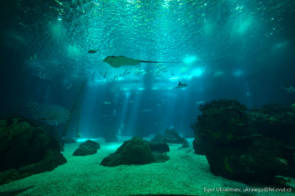 Shark swimming in a large
