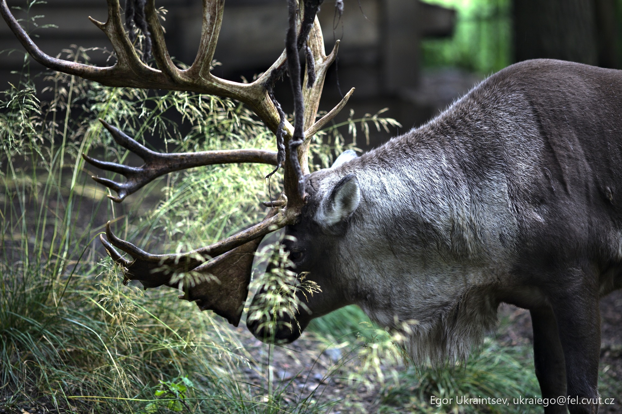 Deer in the woods