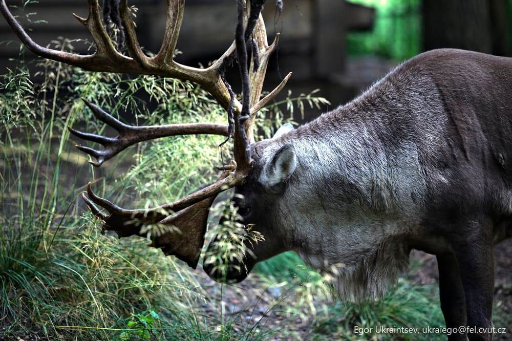 Deer in the woods