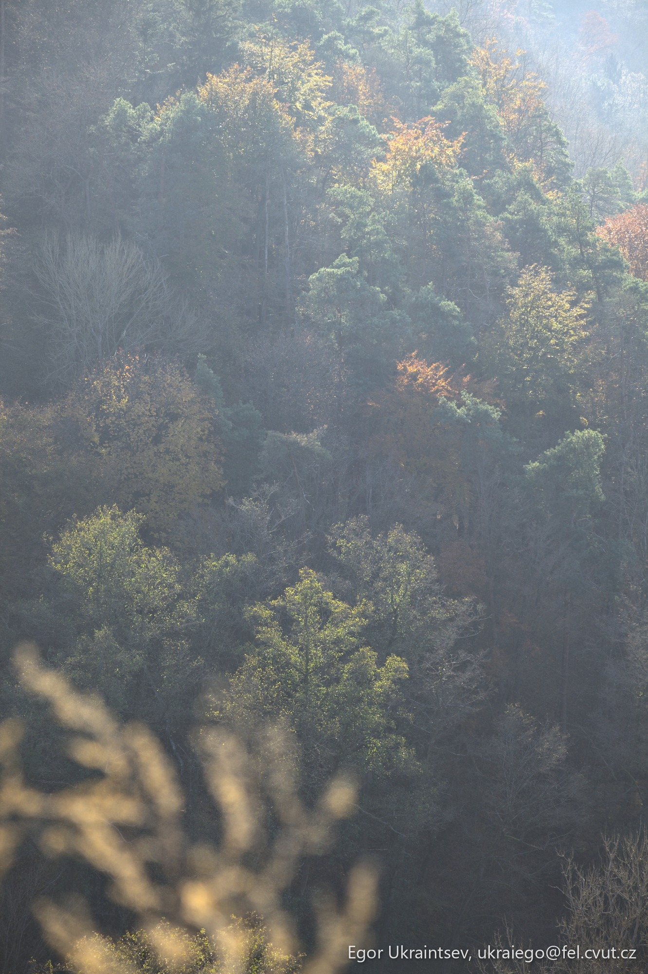 Forest with trees