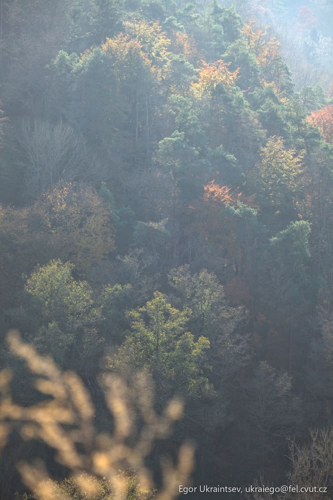 Forest with trees
