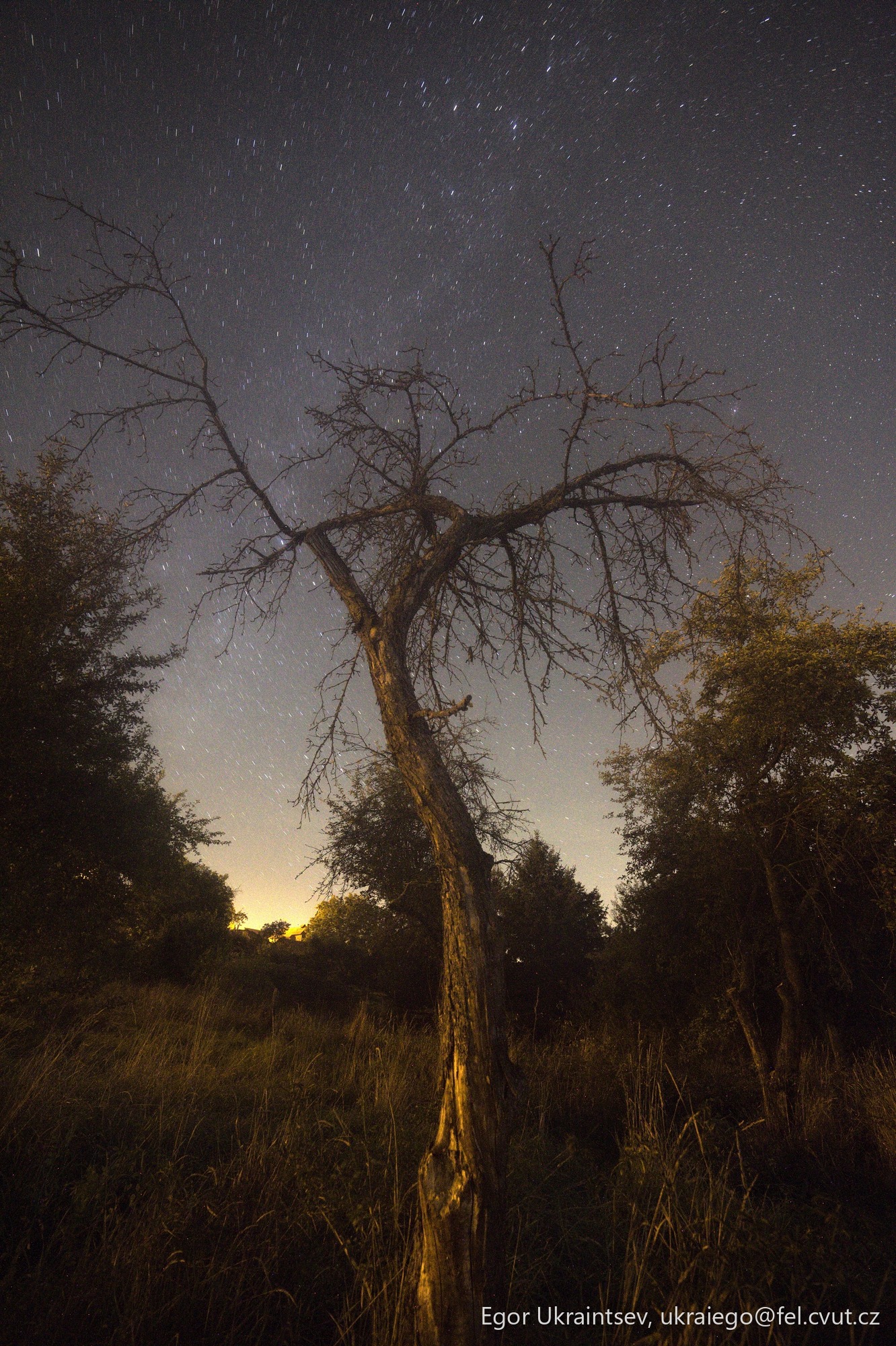 Tree at night