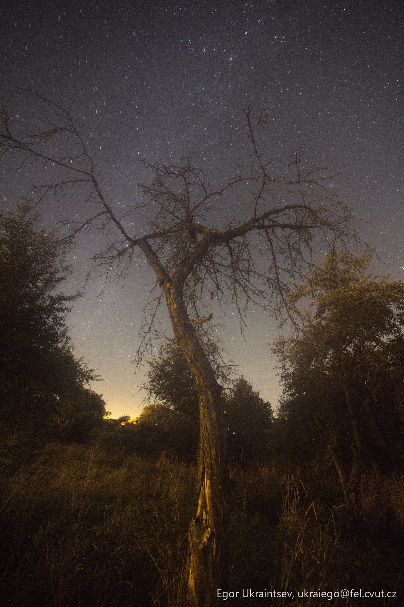 Tree at night