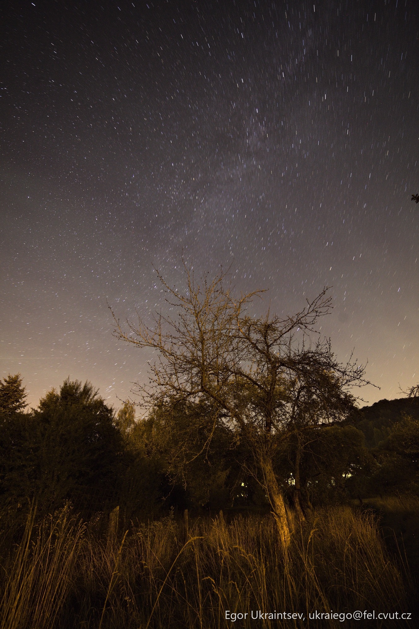 Tree in the night sky