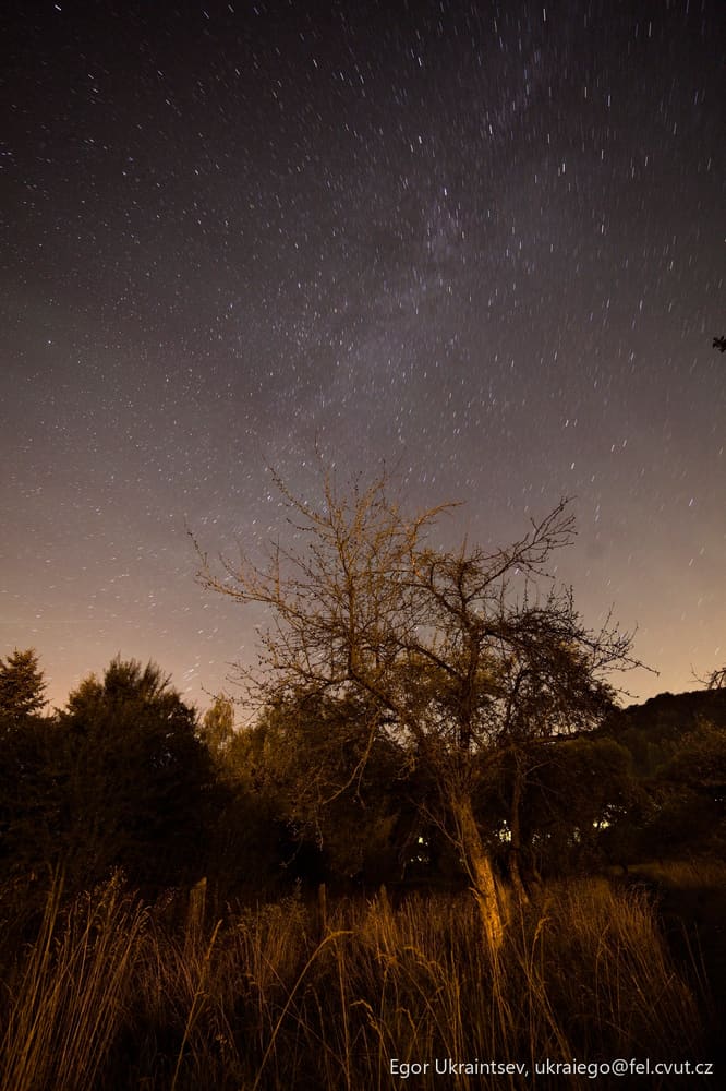 Tree in the night sky