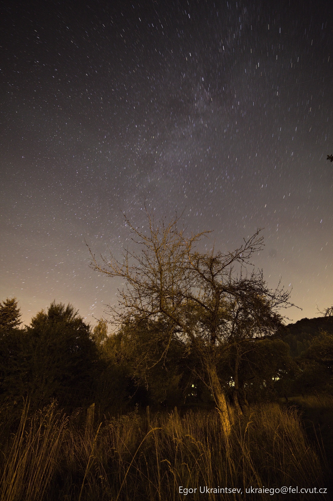 Tree in the night sky
