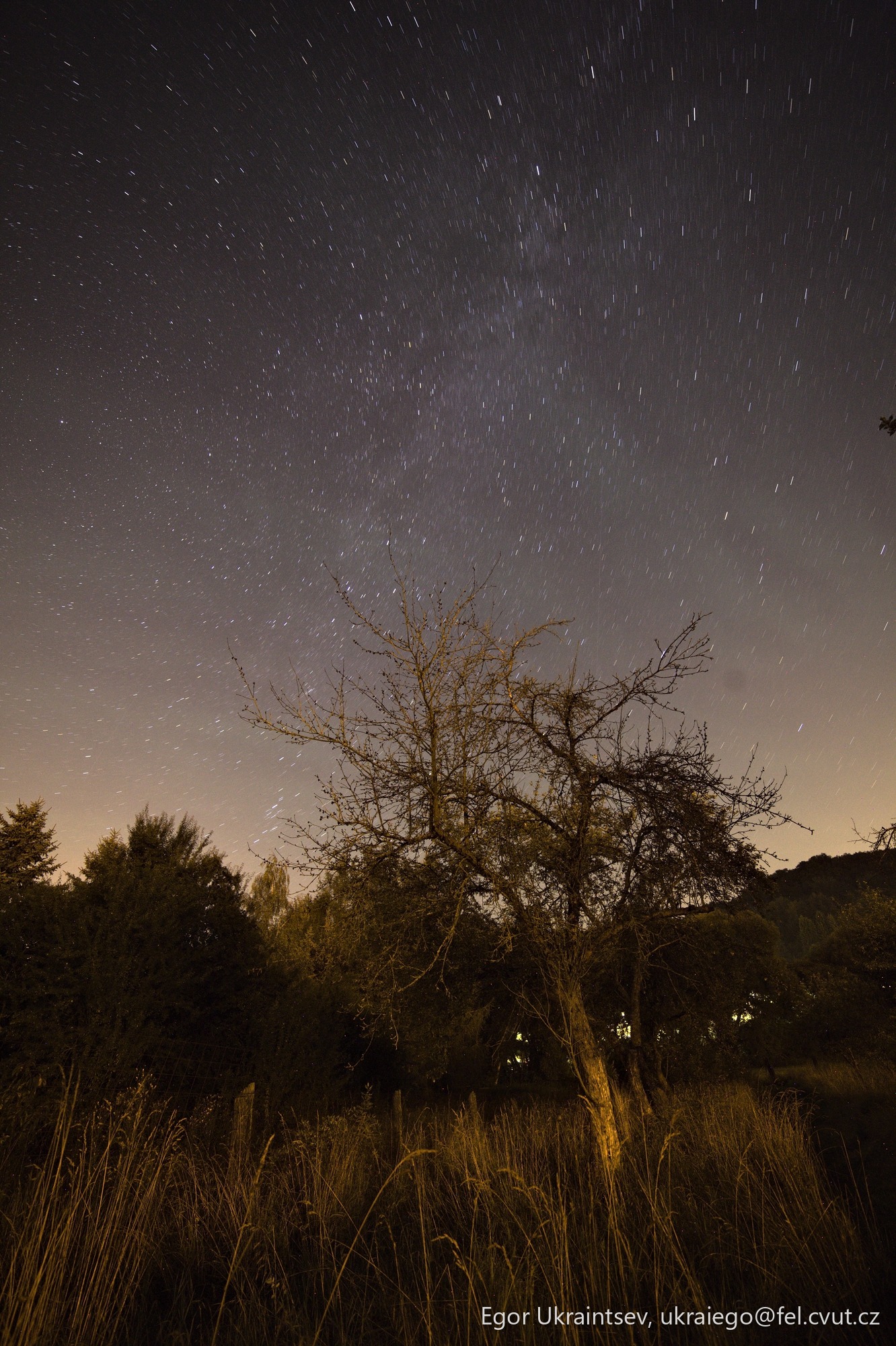 Night sky over a tree