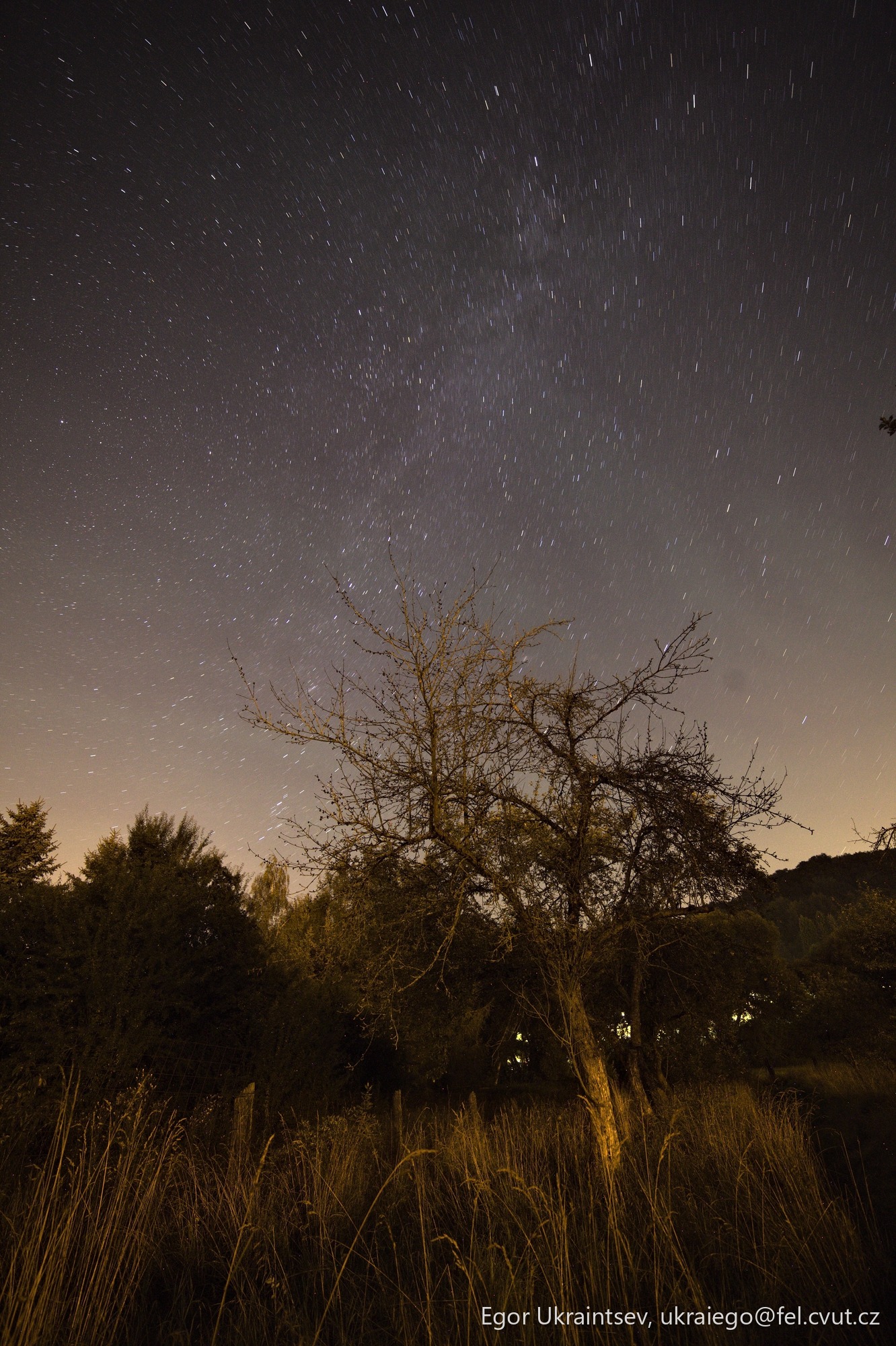 Tree in the night sky