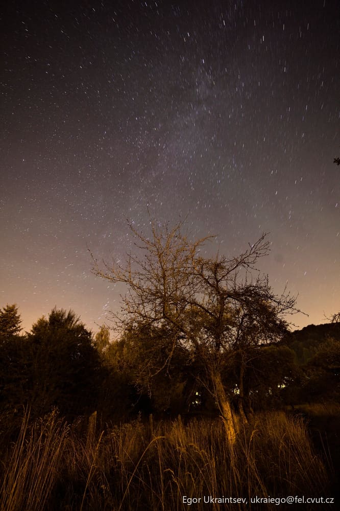 Tree in the night sky