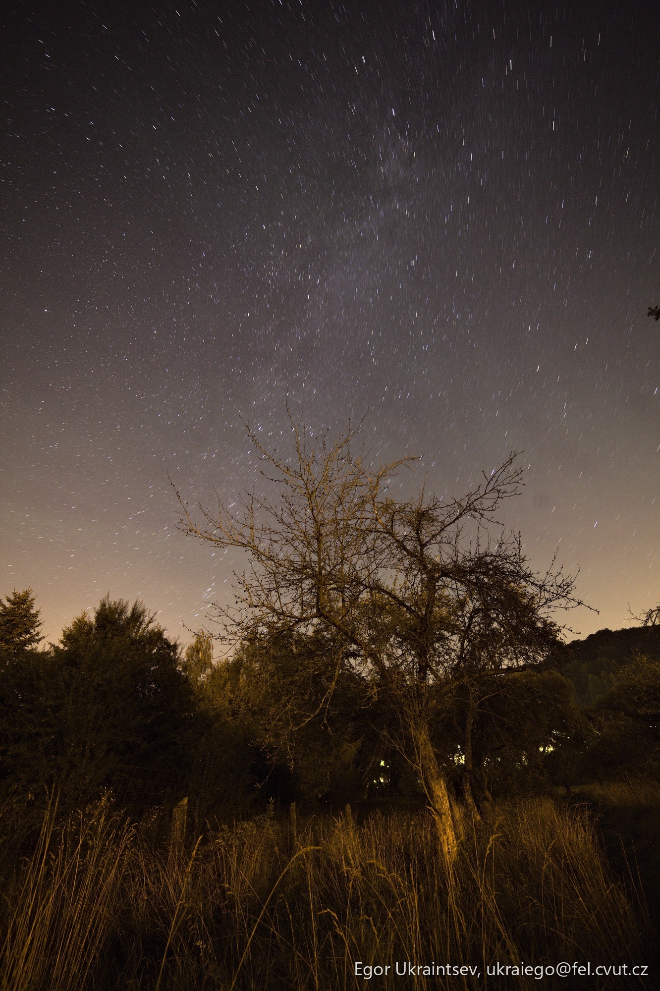 Tree in the night sky