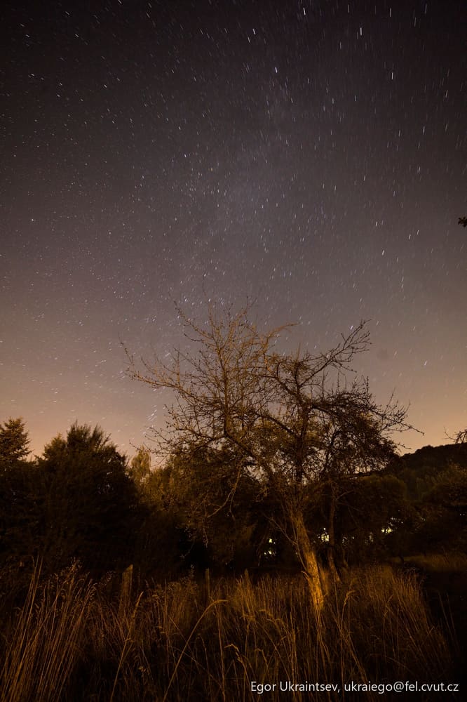 Tree in the night sky