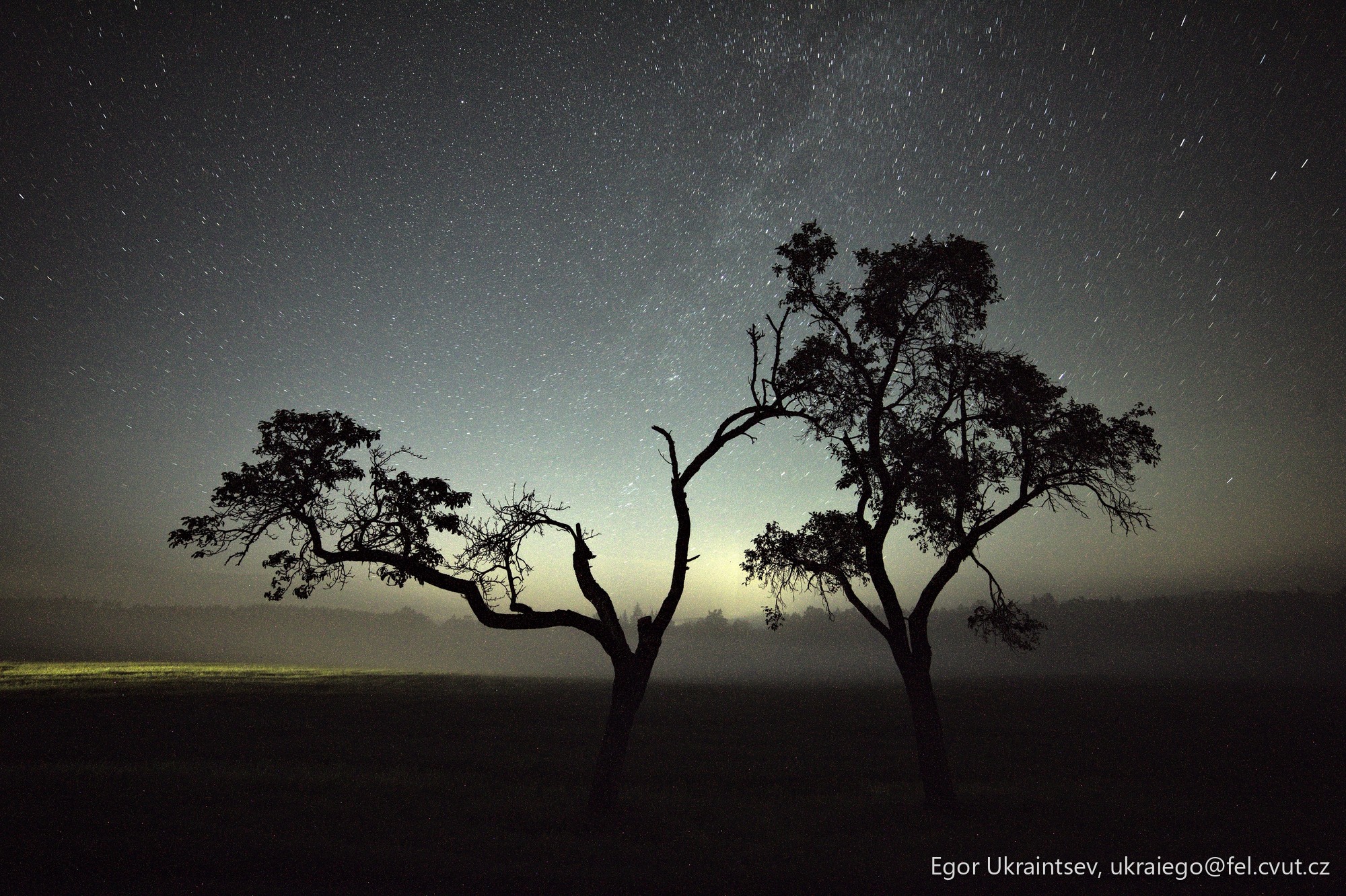 Trees in a field