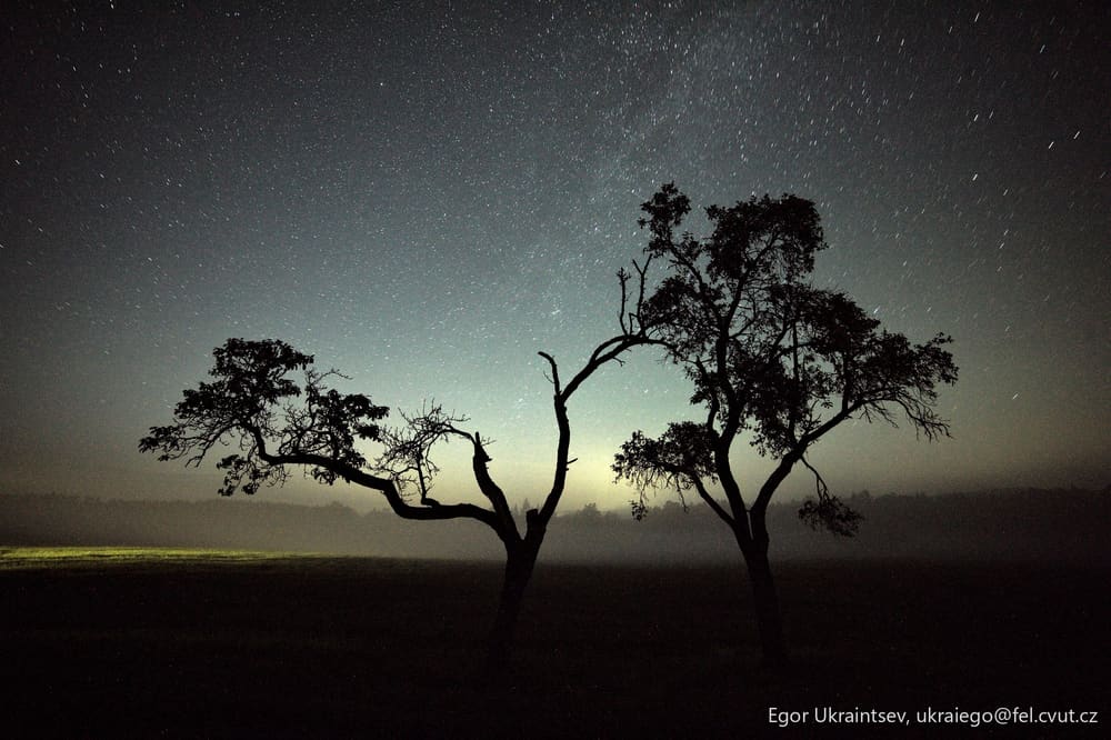 Trees in a field