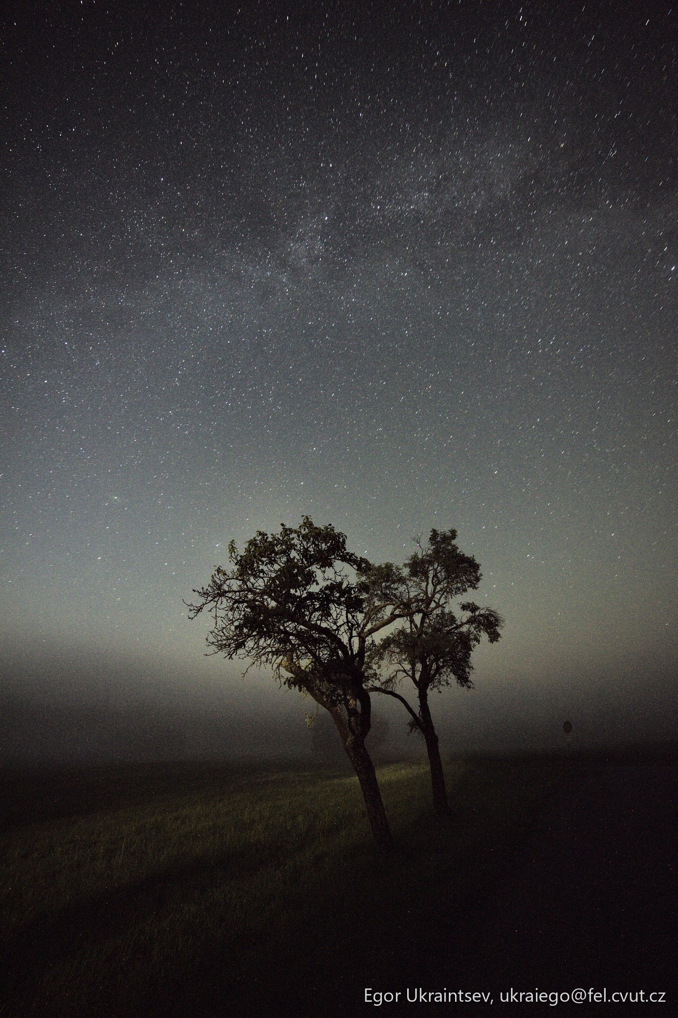 Tree in a field