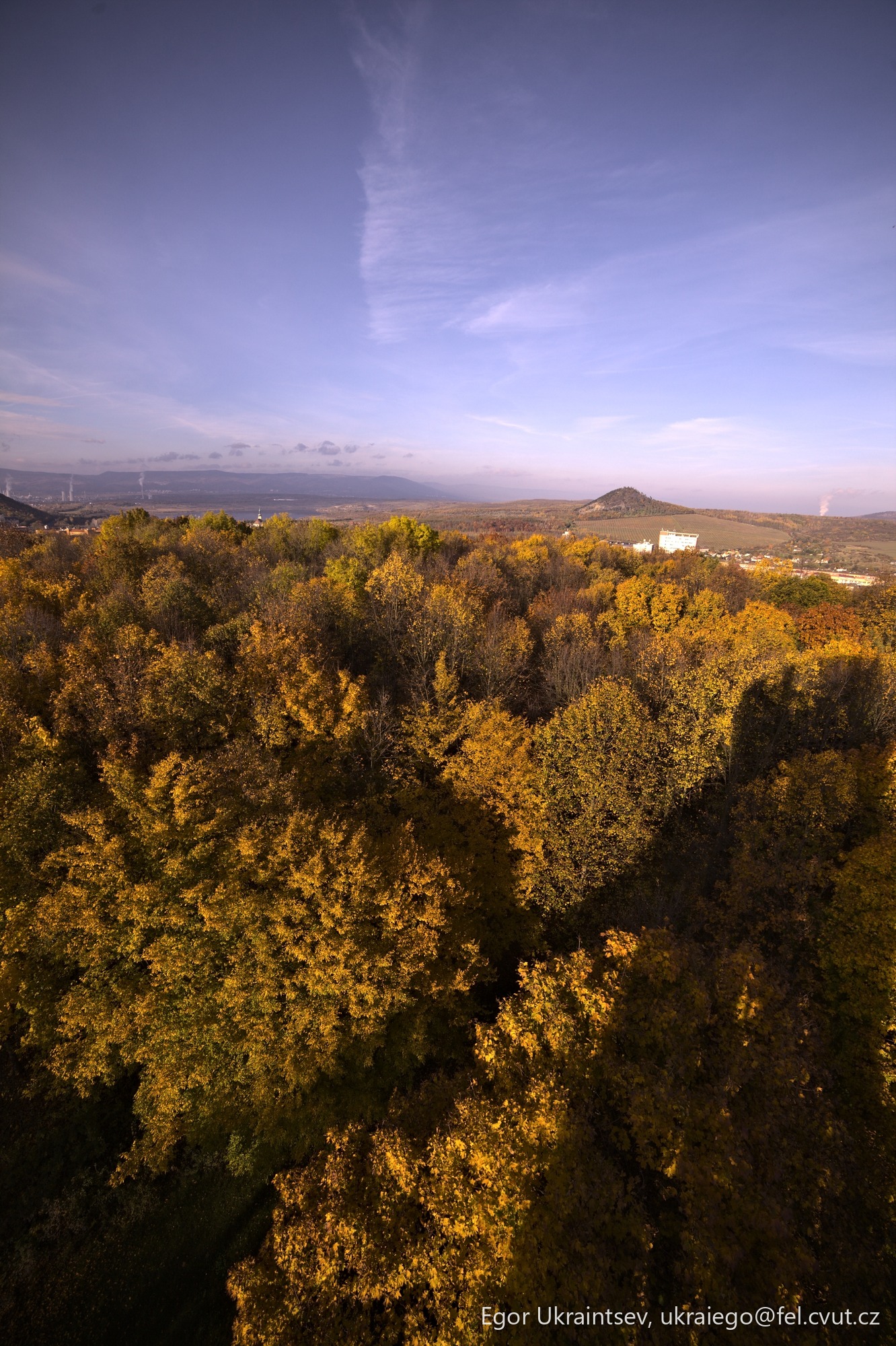Trees in the fall