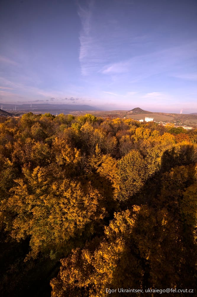 Trees in the fall