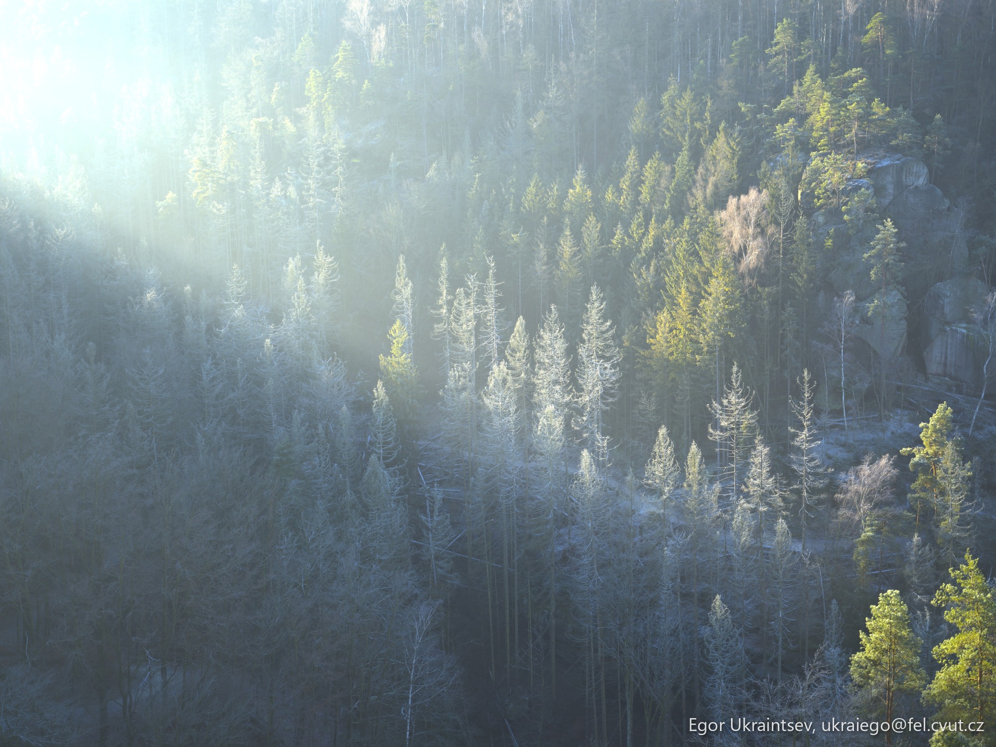 Forest in the sunlight