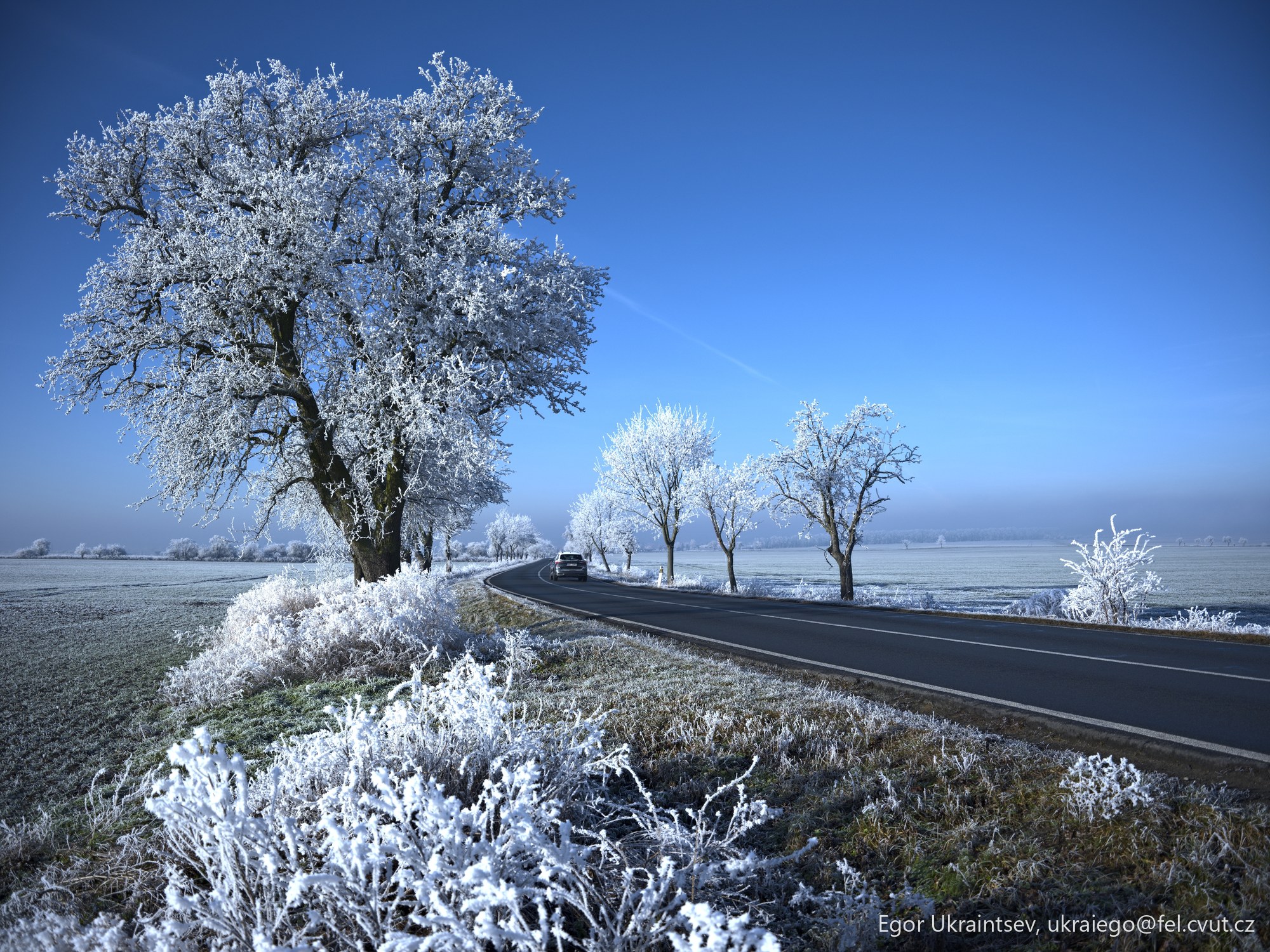 Frosty trees along a country