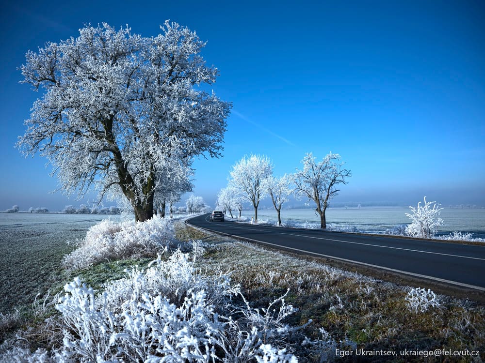Frosty trees along a country