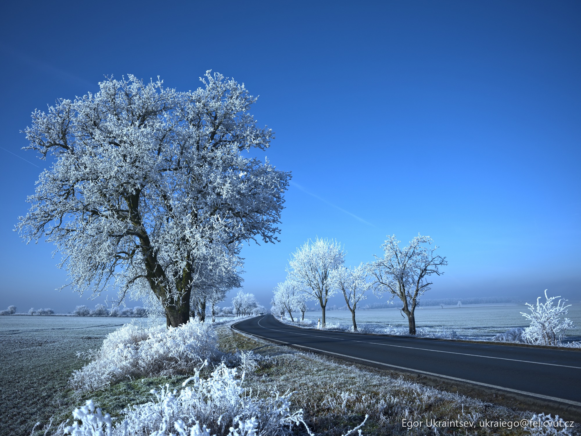 Frosty tree