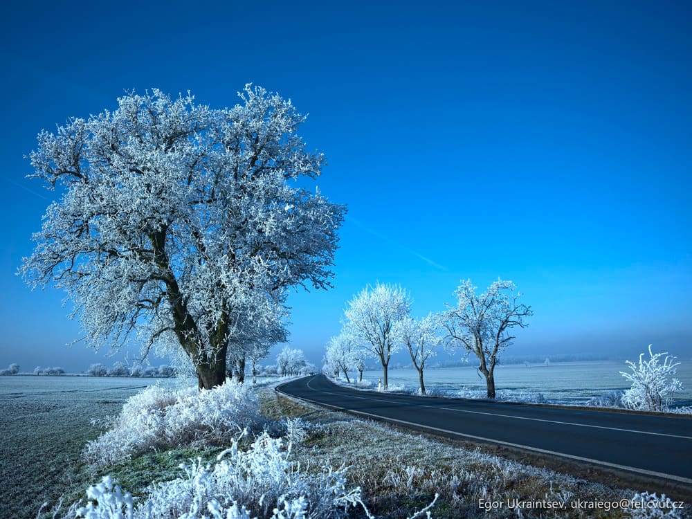 Frosty tree