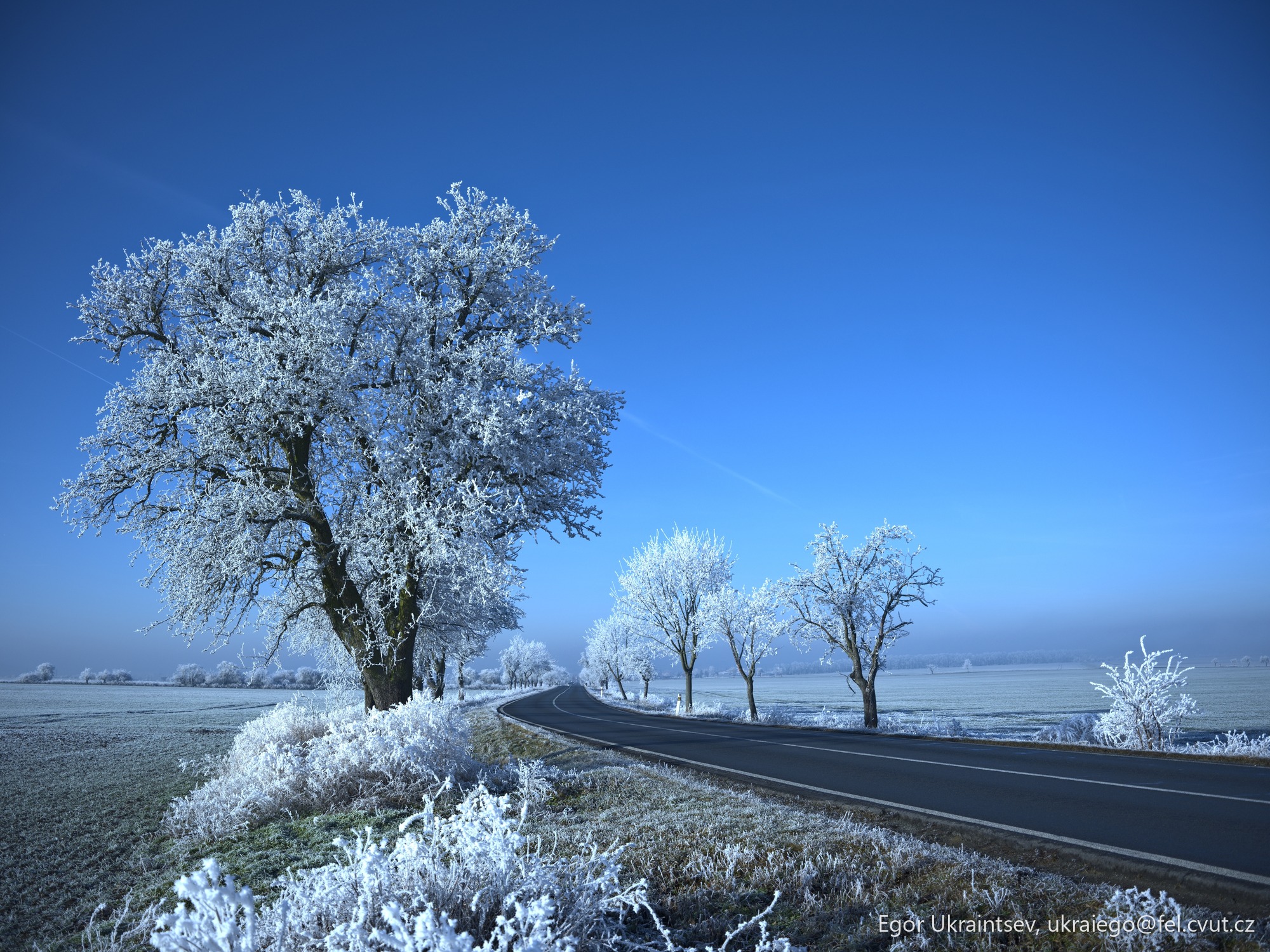 Tree on the side of a road