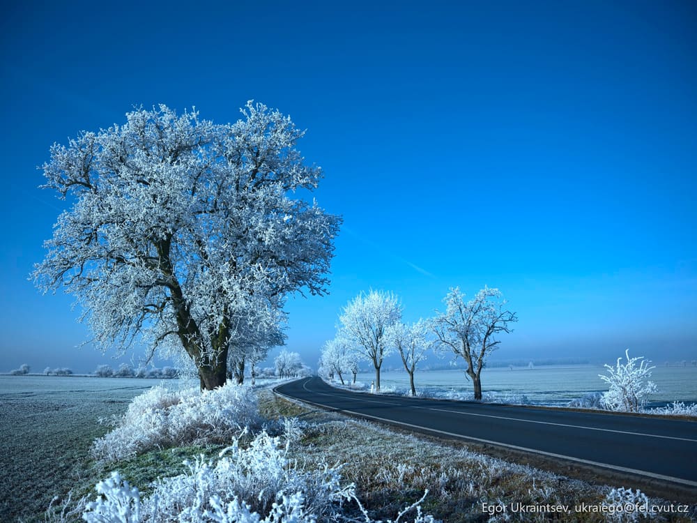 Tree on the side of a road