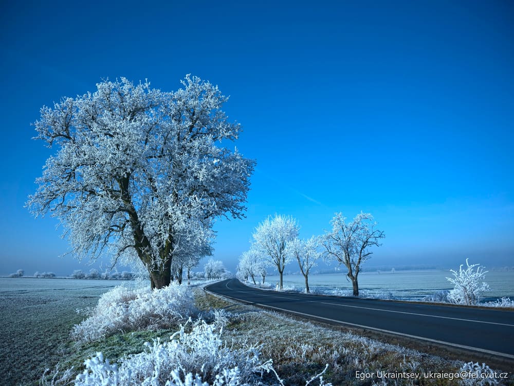 Frosty tree
