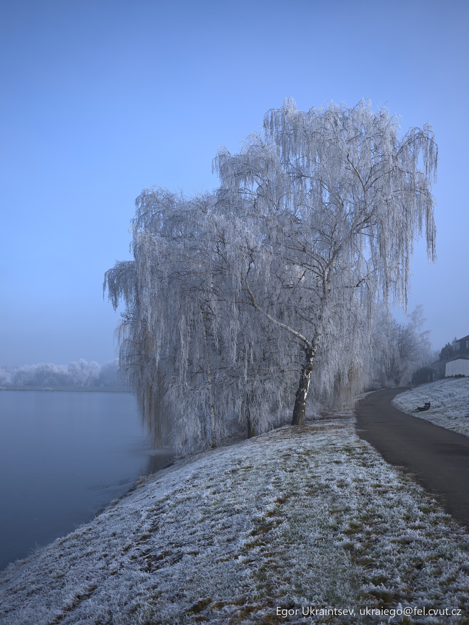 Frozen tree by the water
