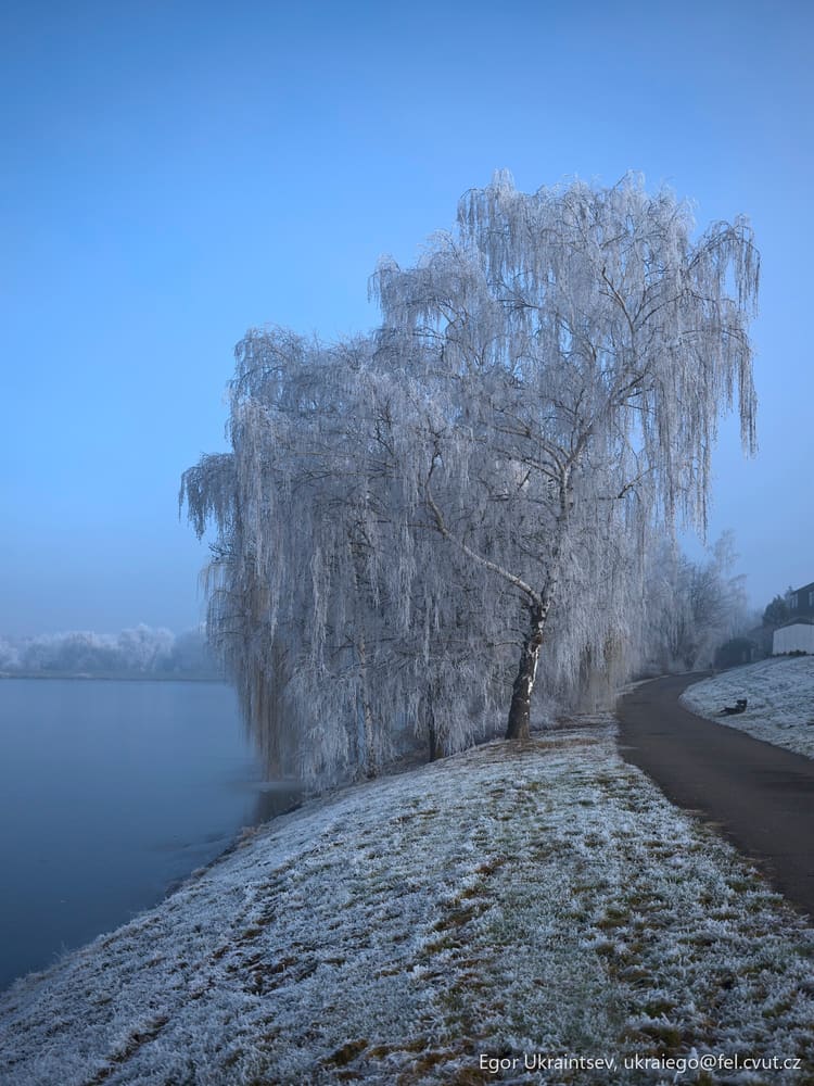 Frozen tree by the water