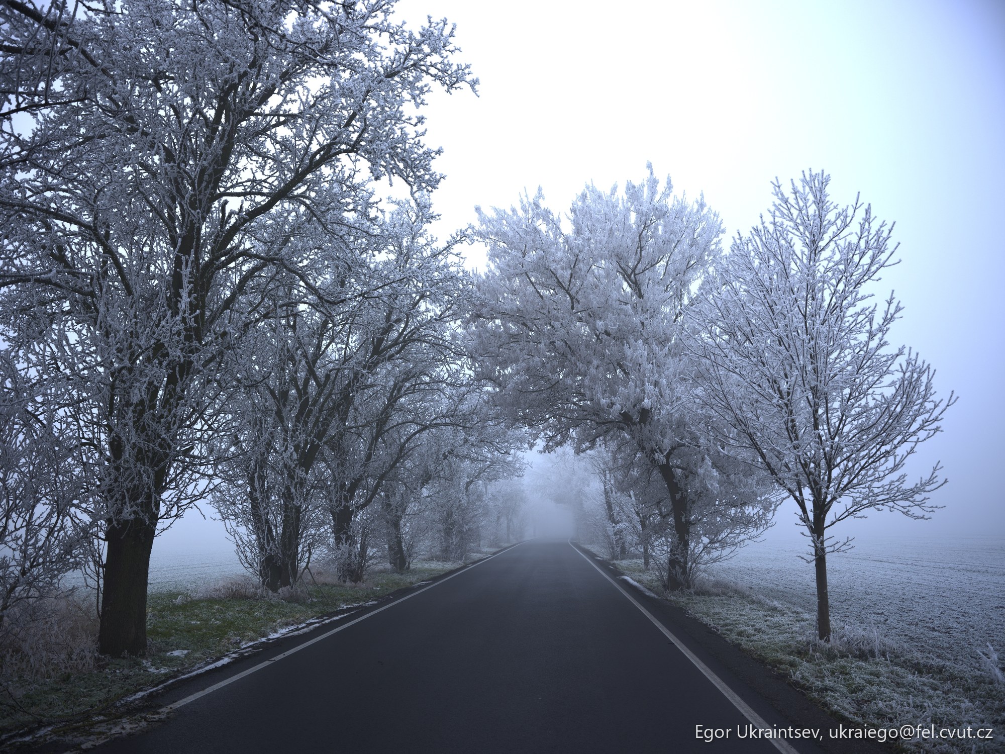 Foggy road lined with trees