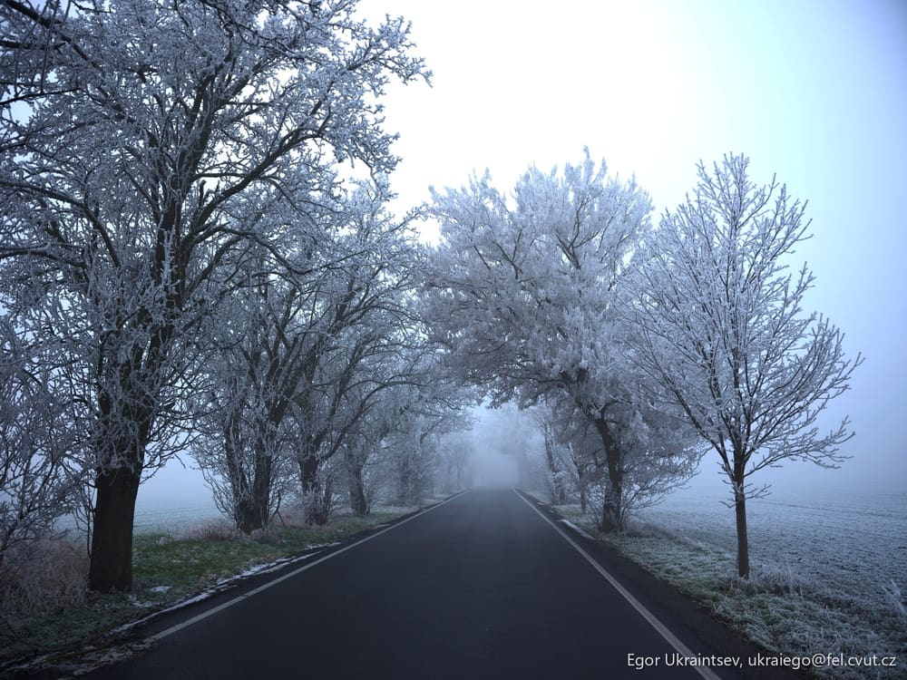 Foggy road lined with trees
