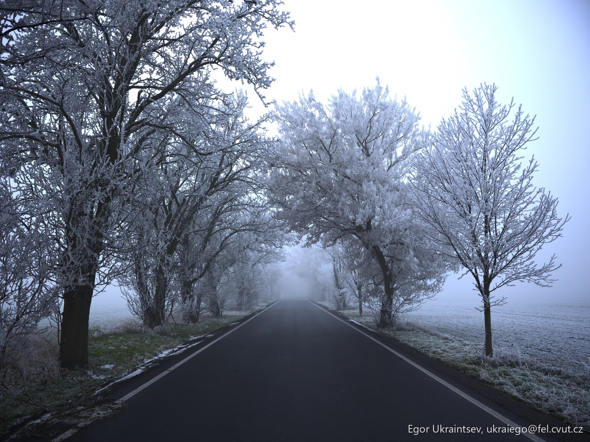 Foggy road with trees