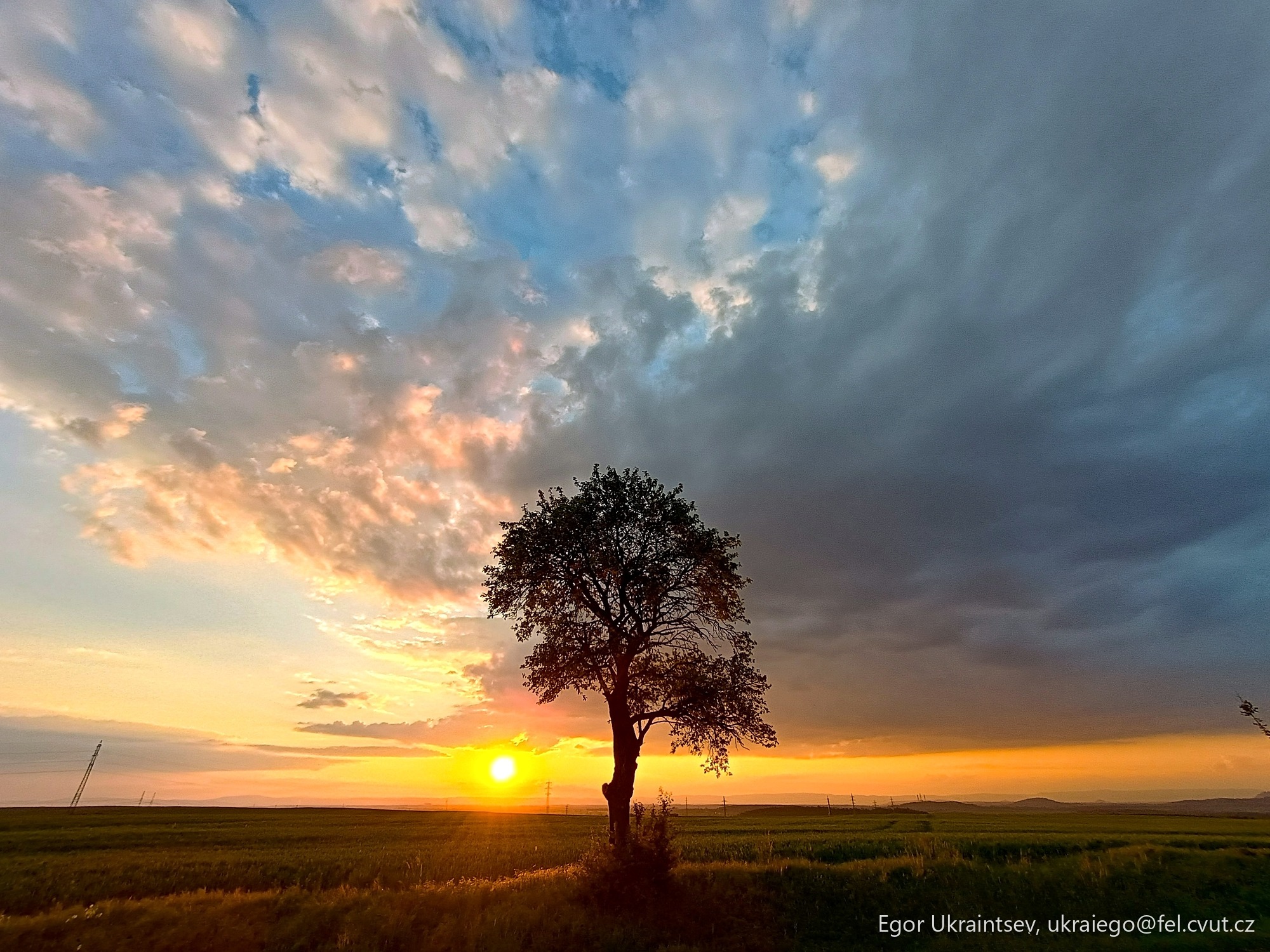 Tree in a field