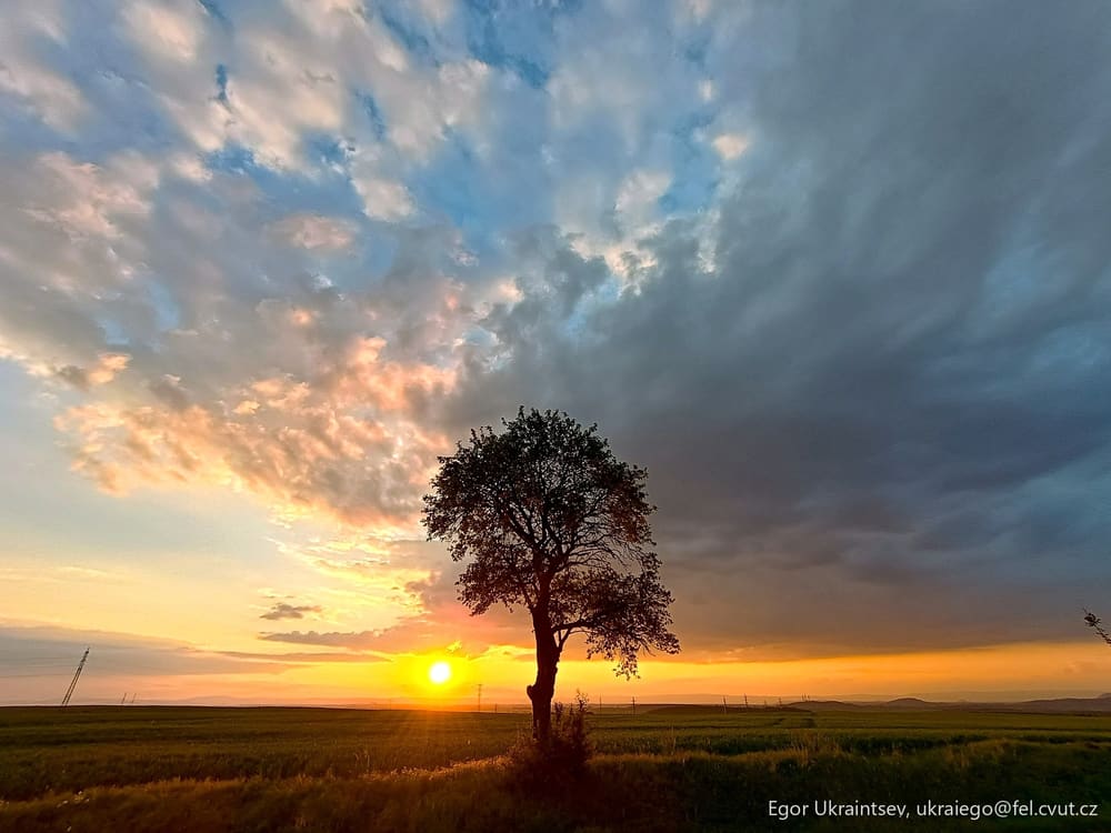 Tree in a field