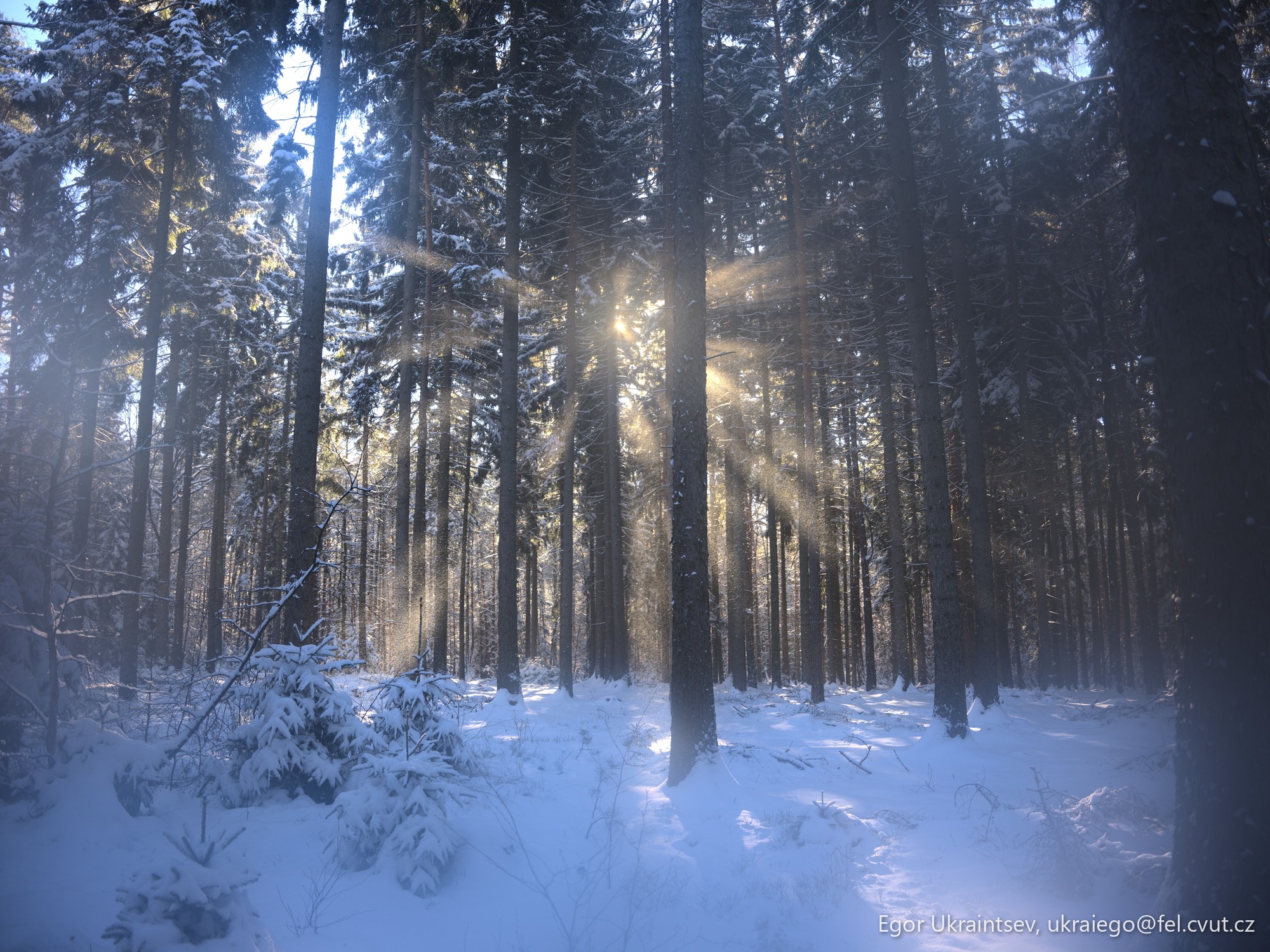 Sun shining through the trees