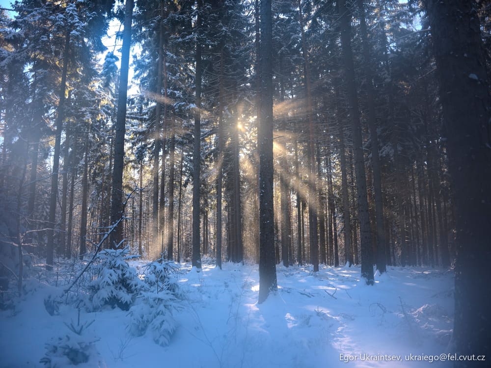 Sun shining through the trees