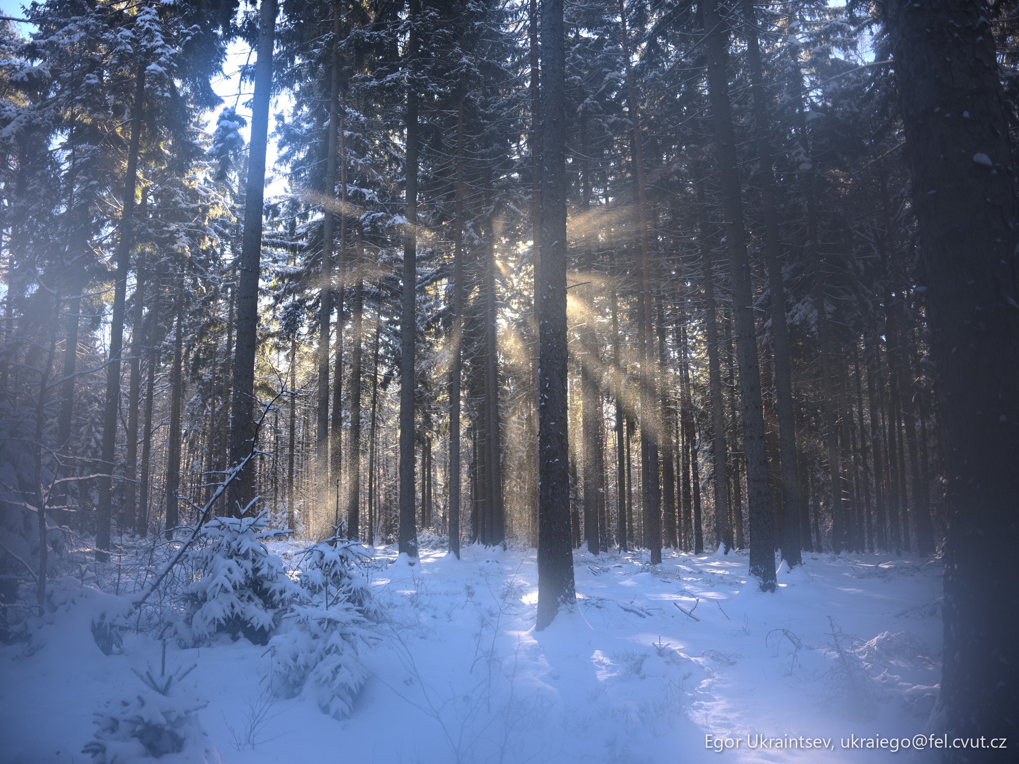 Sun shining through the trees