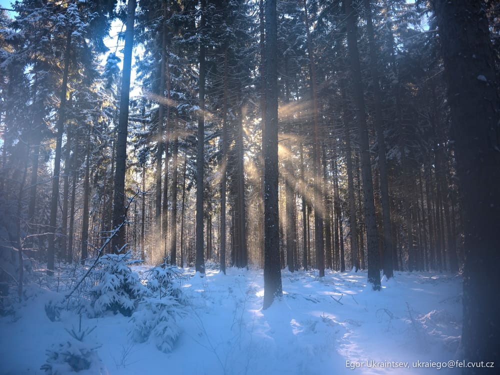 Sun shining through the trees