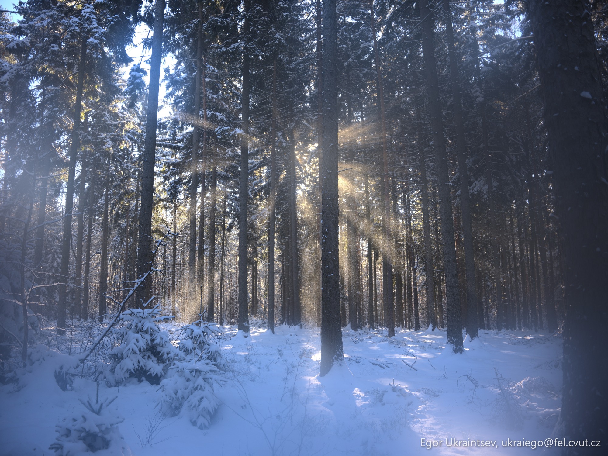 Sun shining through the trees